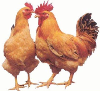 PESONA GAMBAR  AYAM  1