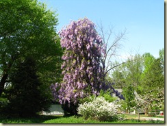 Wisteria Tree A