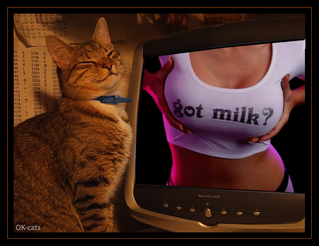 Art Cat GIF • GOT MILK, kitty? Smiling cat is happy because he loves ♥ boobs [ok-cats.com]