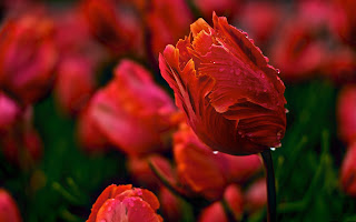 Red Tulips wallpaper