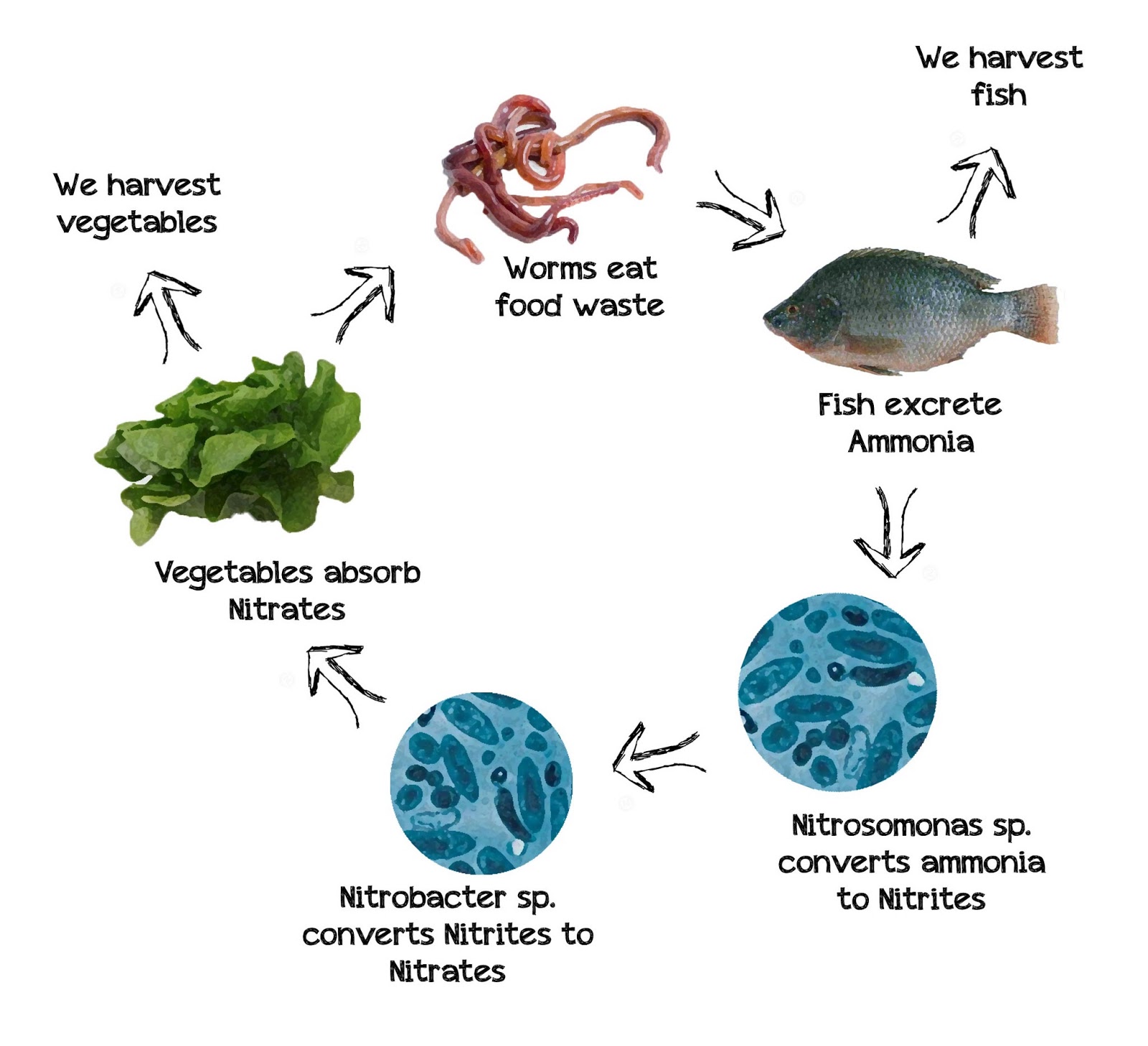 Aquaponics - Definition ~ Aquaponics Costa Rica