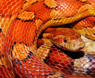 Picture of pet Corn Snake showing its vibrant colours