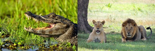 Cold-blooded alligator, warm-blooded lion, evolutionists cannot explain how warm-bloodedness evolved.