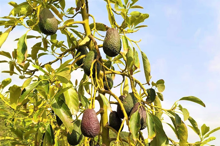 Feasibility study of avocado tree planting project;