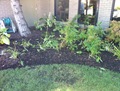 plants2