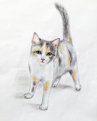 Cat Drawing Easy