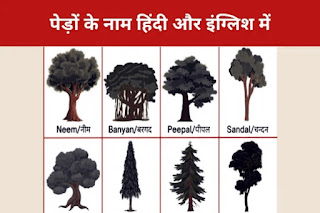 Trees Name in English and Hindi