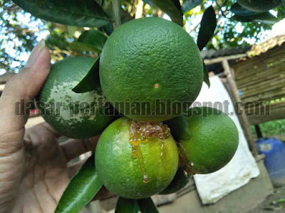  Memiliki tanaman jeruk yang bisa menghasilkan buah berkualitas yaitu keinginan semua peta Tanaman Jeruk Sunkist Anda Terserang Penyakit Seperti Ini? Lakukan Hal Ini