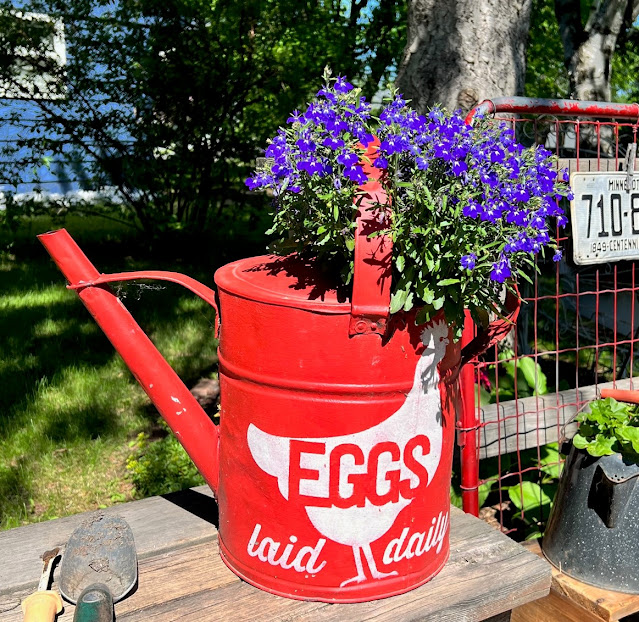 Photo of a techno heat lobelia in a painted and stenciled watering can.