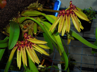 Bulbophyllum picturatum care and culture