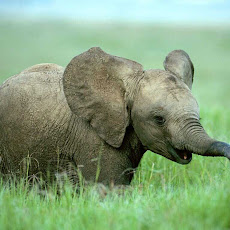 gambar gajah, foto gajah
