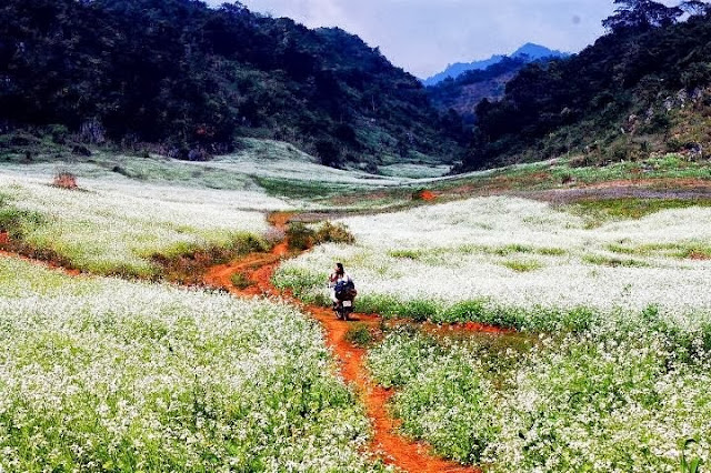 White mustard flower season in Moc Chau 6