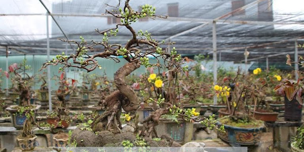 Cây mai có chịu nắng không? Cách che lưới cho mai Bonsai không phải ai cũng điều biết