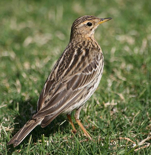 Suara Burung Branjangan Masteran Biar Cepat Gacor