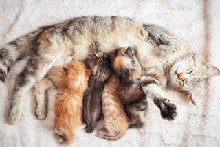 8 Ciri Kucing Akan Melahirkan Anaknya