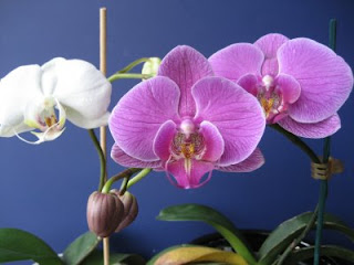 How to Grow Orchids-Phalaenopsis