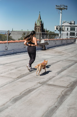 Cómo hacer ejercicio junto con tu perro