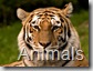 tigers (9)