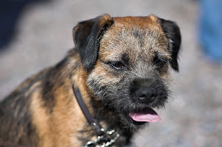 border terrier picture