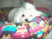 maltese-dog-picture on-bed