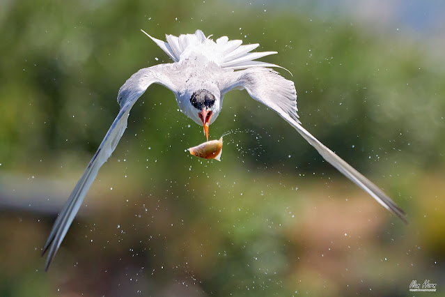 Tern Catching Fish in the Air