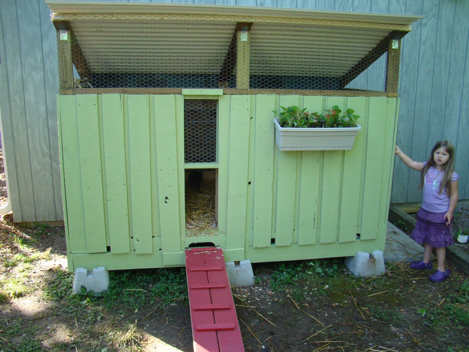 happy chickens they finally have a place to call their own it took 