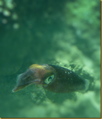 Snorkel at Keawakapu-36