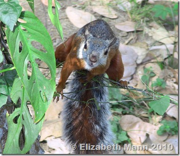 Variegated squirrel