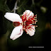 Prickly red white blossom