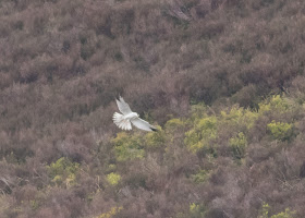 Pallid Harrier - Forest of Bowland, Lancashire