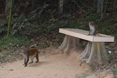 Some monkeys at Lawachara national park