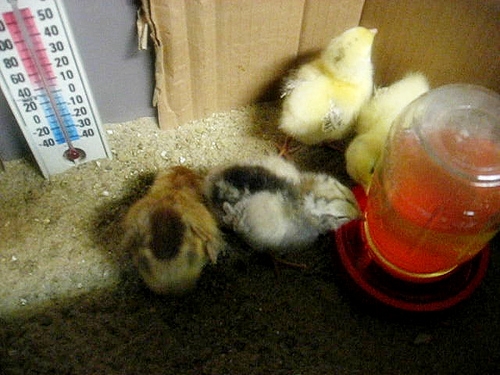 pictures of baby chicks