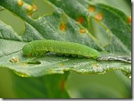 187px-Gonepteryx_rhamni_-_caterpillar_01_(HS)