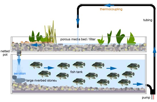 Aquaponics System Design