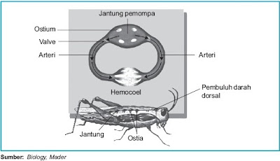 Serangga mempunyai alat sirkulasi darah terbuka yang terdiri Pintar Pelajaran Sistem Sirkulasi Darah pada Serangga Insekta