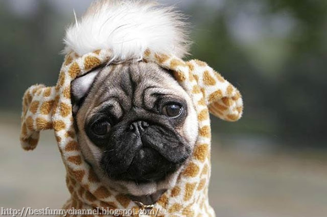 Funny dog in costumes.