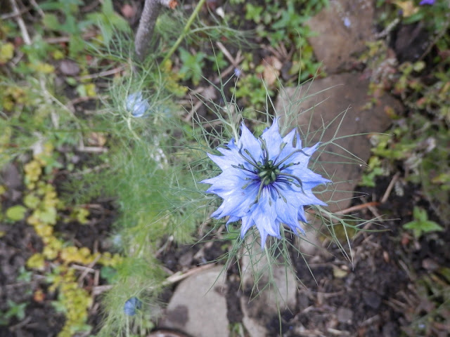 Diary of a suburban edible garden, May 2017. By UK suburban permaculture garden blogger secondhandsusie.blogspot.com #gardenblog #ukgardenblogger #permaculture #permacultureuk #organicgarden #ediblegarden 