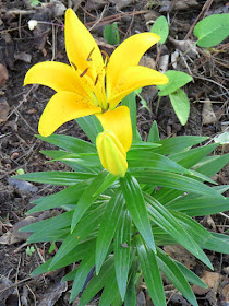 yellow oriental lily