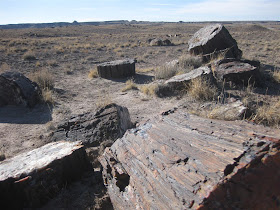 petrified trees, wood, petrified forest, national park, take