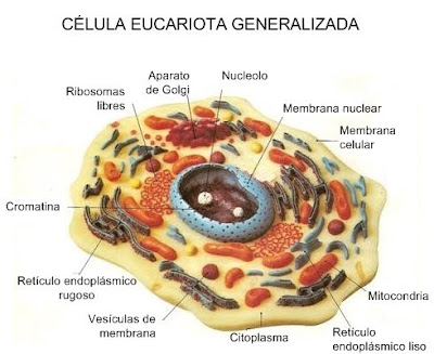 celula procariota estructura. celula procariota estructura. Las características generales de este tipo de