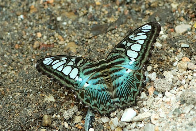 Parthenos sylvia