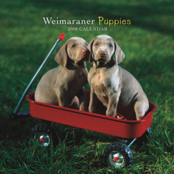 Weimaraner Dog Breed Pictures Dog Pictures Online