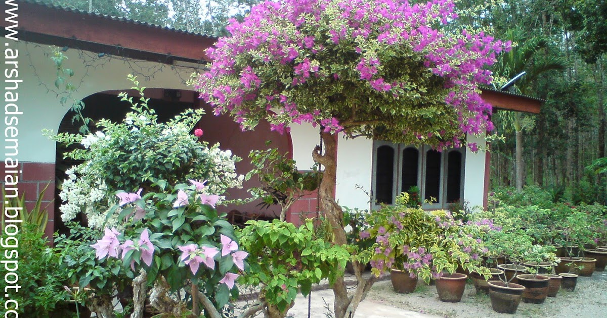 ARSHAD SEMAIAN POKOK  BUNGA KERTAS