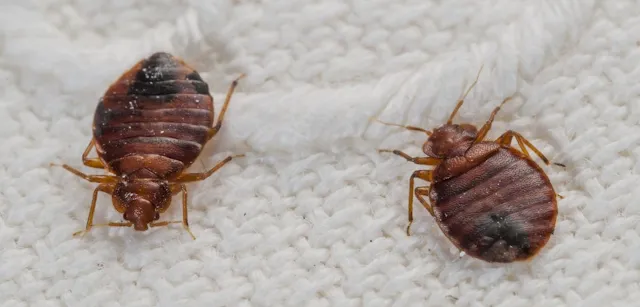 تفسير حلم رؤية بق الفراش فى المنام Bed Bugs