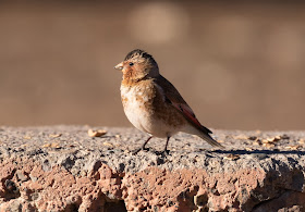 African Crimson-winged Finch - Oukaïmeden, Morocco