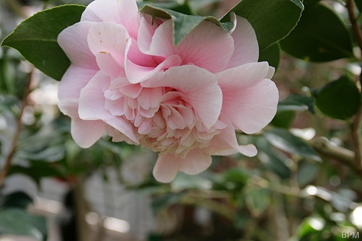 camellia3