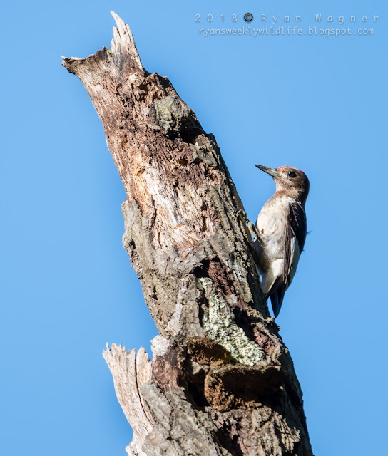 Zaleski State Forest woodpecker