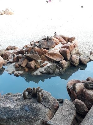 Monyet di Pantai Teluk Cempedak Tarik Perhatian Pengunjung