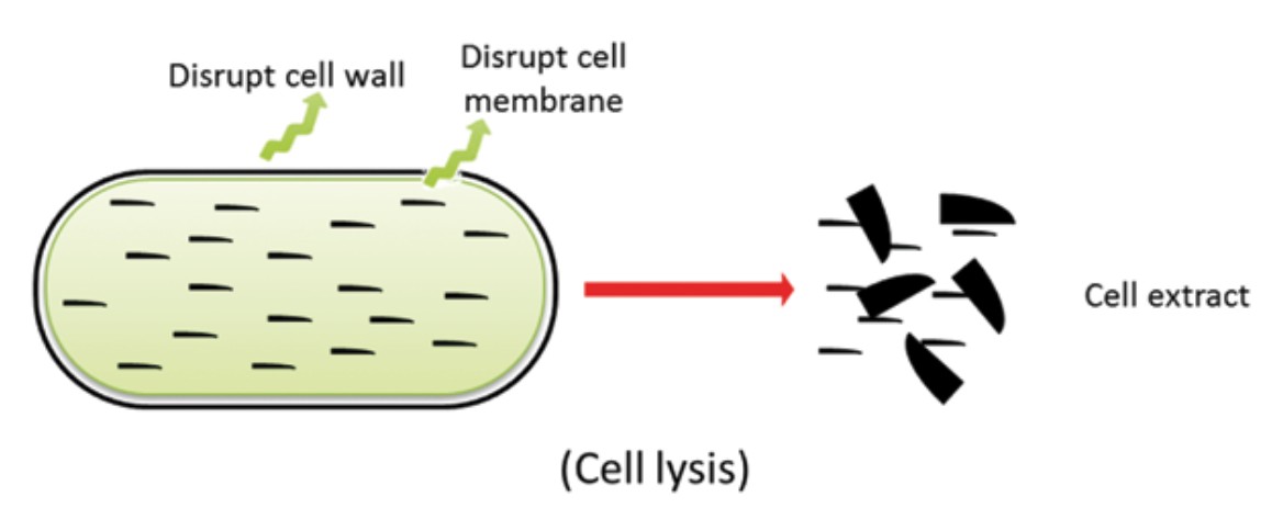 cell lysis