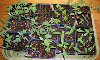 small vegetable plant seedlings in a tray